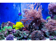 OSOBISTE DORADZTWO TURYSTYCZNE - NURKOWANIE