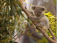 OSOBISTE DORADZTWO TURYSTYCZNE - AUSTRALIA I OCEANIA